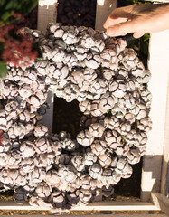 Preparation for Christmas. Close-up: man's hand is taking Christmas wreath of snow-covered cones in garden center on sunny day. Traditional Décor Outside House.