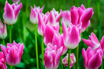 Fototapeta premium Blooming Spring Tulips