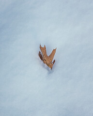 Leaf in Snow