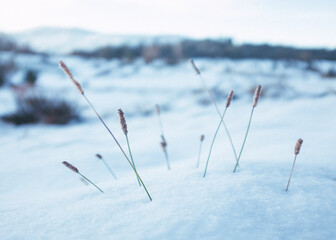Grass growing in snow