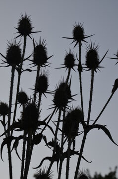 Botanical collection of medicinal plants and herbs, wild teasel or fuller dispacus sylvestris in summer