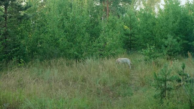Dog walks in green grass and eats some grass. Curement of animals.