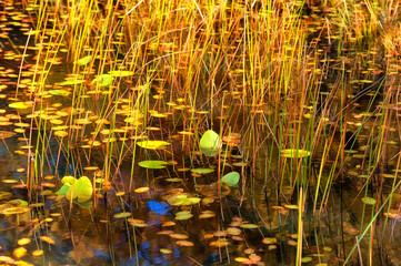 Close up of lilypads and reed like plants along a lake shore