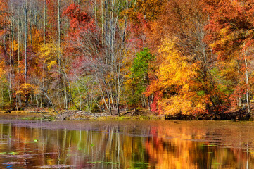 Fototapeta premium Autumn Colors Along the Shore of Bays Mountain Lake