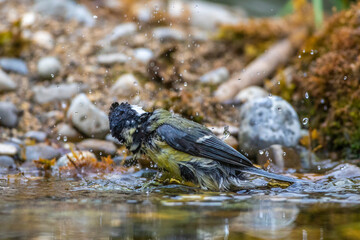 Kohlmeise (parus major) am Vogelbad