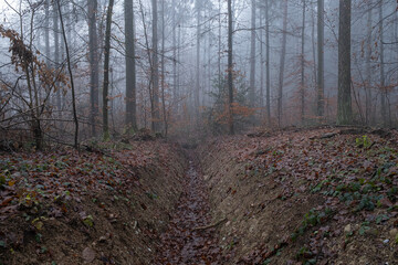 Foggy winter in the Grunwald forest