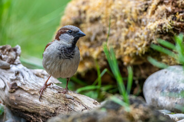 Haussperling (Passer domesticus) Männchen