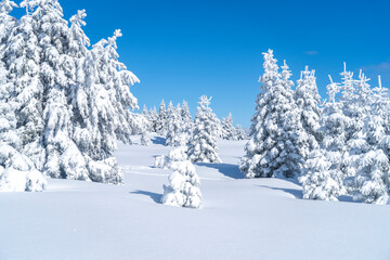 Uludag winter landscape snow forest background