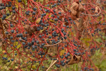 Beautiful virginia creeper with berries (Parthenocissus quinquefolia) foliage in autumn