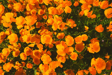 California Poppy Fields - obrazy, fototapety, plakaty