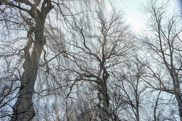 trees in winter