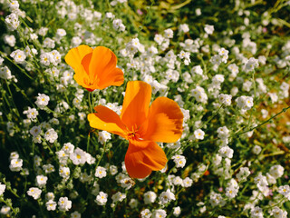 California Poppy Fields