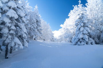 Uludag winter landscape snow forest background
