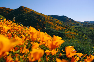 California Poppy Fields