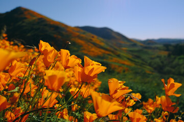 California Poppy Fields