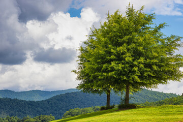 Cloudy skies over tree on hillside