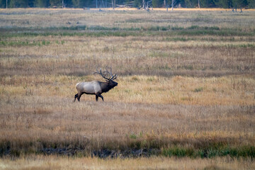 Obraz na płótnie Canvas A bull elk wanders around in an meadow in Yellowstone National Park in the morning fog