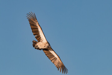 Vulture with wings wide spread soaring against blue sky - Photosafari Namibia