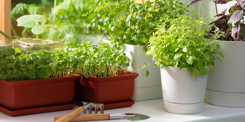 Fototapeta na wymiar Various edible greens grow in pots on the windowsill. Growing healthy vitamin greens at home
