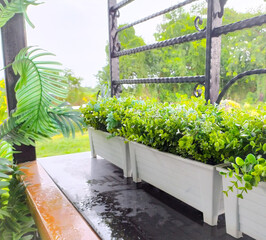 greenhouse with flowers