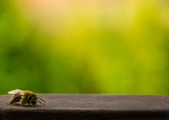 Pszczoła - obrazy, fototapety, plakaty