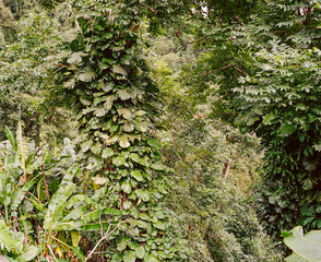 El Yunque landscape.