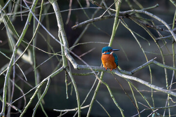 Kingfisher bird, alcedo atthis, perched on a winter tree branch