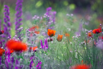 floral meadow background, colorful field of  wild summer flowers and red poppies at morning sunrise light, scenic nature landscape