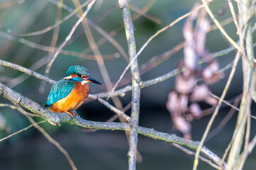Kingfisher bird, alcedo atthis, perched on a winter tree branch