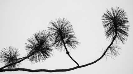 Close up of evergreen branch