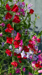 Sweet Peas © John Martin