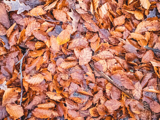 Top view of ground covered in leaves