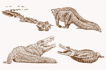 Graphical vintage set of crocodiles , sepia background