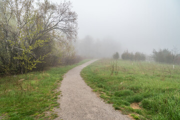 Fototapeta na wymiar Forest path in fog.
