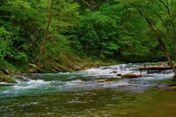 Fototapeta na wymiar Laurel Creek in The Tennessee Smoky Mountains