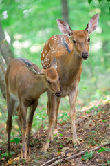 Three surprised deer, family in the woods.