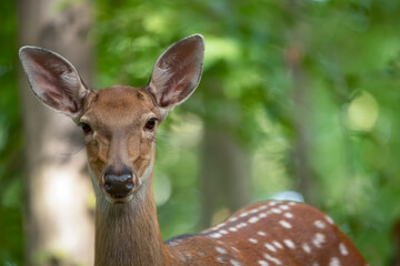 Head of a female deer close-up. Selective focus.