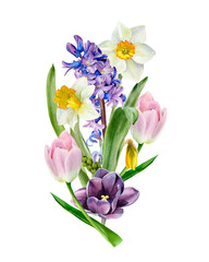 Watercolor spring floral bouquet. Flowers growing in the garden. Botanical collection. Hyacinth, tulip, daffodils, crocus, iris, snowdrop, narcissus