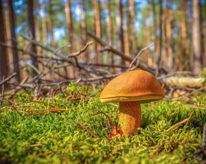 mushroom in the forest