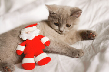 Santa's toy next to a grey British cat on a white background. Christmas and new year, holidays concept.
