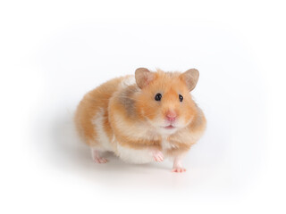 Fluffy syrian hamster. Close-up portrait of a pet. Studio photo on a white background.