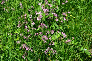 flowers of Ragged Robin, Lychnis flos-cuculi,