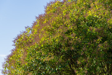 Luxurious Chinese privet tree (Ligustrum lucidum) with fruits  and glossy leaves in city park of Sochi. Close-up selective focus of fruit