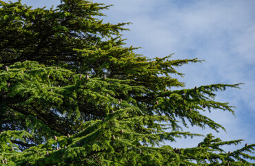 Fototapeta premium Close-up of youn light green needles and male cones on the branches of Himalayan cedar (Cedrus Deodara, Deodar) growing in resort city center of Sochi