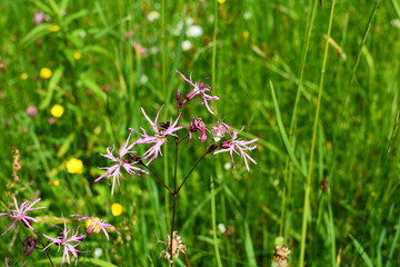 flowers of Ragged Robin, Lychnis flos-cuculi,
