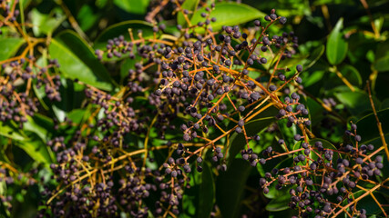 Luxurious Chinese privet tree (Ligustrum lucidum) with fruits  and glossy leaves in city park of Sochi. Close-up selective focus of fruit