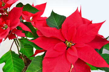 A lot of poinsettias in red color on white background.