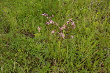 flowers of Ragged Robin, Lychnis flos-cuculi,