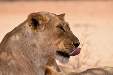 Female Lion, Kgalagadi TFP, South Africa