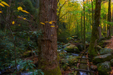 Roaring Fork Motor Trail in the Smokey Mountains